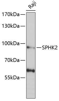 Western blot analysis of extracts of Raji cells using SPHK2 Polyclonal Antibody at 1:1000 dilution.