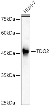 Western blot analysis of HUH-7 using TDO2 Polyclonal Antibody at 1:2000 dilution.