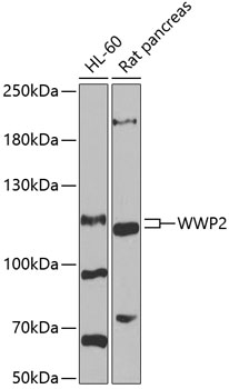 Western blot analysis of extracts of various cell lines using WWP2 Polyclonal Antibody at 1:1000 dilution.