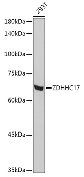 Western blot analysis of extracts of 293T cells using ZDHHC17 Polyclonal Antibody at 1:1000 dilution.