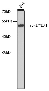 Western blot analysis of extracts of 293T cells using YB-1/YB-1/YBX1 Polyclonal Antibody