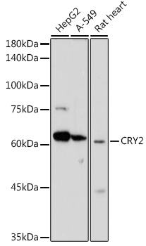 Western blot analysis of extracts of various cell lines using CRY2 Polyclonal Antibody at 1:1000 dilution.