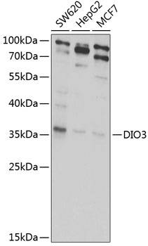 Western blot analysis of extracts of various cell lines using DIO3 Polyclonal Antibody at 1:1000 dilution.