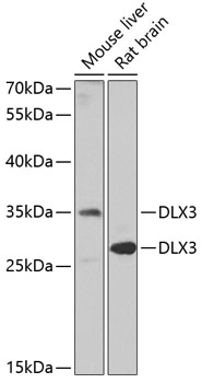 Western blot analysis of extracts of various cell lines using DLX3 Polyclonal Antibody at 1:1000 dilution.