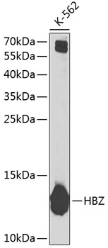 Western blot analysis of extracts of K-562 cells using HBZ Polyclonal Antibody at 1:1000 dilution.