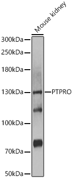 Western blot analysis of extracts of Mouse kidney using PTPRO Polyclonal Antibody at 1:1000 dilution.