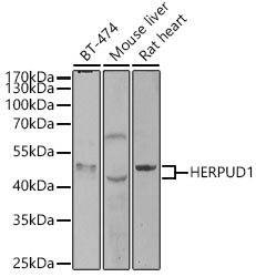 Western blot analysis of extracts of various cell lines using HERPUD1 Polyclonal Antibody at 1:1000 dilution.