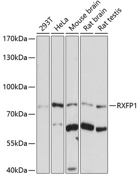 Western blot analysis of extracts of various cell lines using RXFP1 Polyclonal Antibody at 1:1000 dilution.