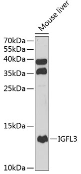 Western blot analysis of extracts of mouse liver using IGFL3 Polyclonal Antibody at 1:1000 dilution.