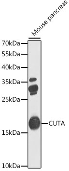 Western blot analysis of extracts of mouse pancreas using CUTA Polyclonal Antibody at 1:1000 dilution.