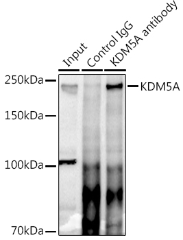 Immunoprecipitation analysis of 300ug extracts of HeLa cells using 3ug KDM5A Polyclonal Antibody.Western blot was performed from the immunoprecipitate using KDM5A Polyclonal Antibody at a dilution of 1:500.