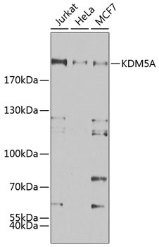 Western blot analysis of extracts of various cell lines using KDM5A Polyclonal Antibody at 1:500 dilution.