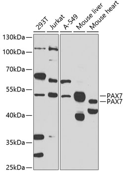 Western blot analysis of extracts of various cell lines using PAX7 Polyclonal Antibody at 1:1000 dilution.