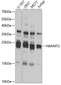 Western blot analysis of extracts of various cell lines using N6AMT2 Polyclonal Antibody at 1:1000 dilution.