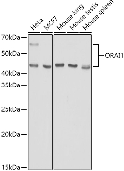 Western blot analysis of extracts of various cell lines using ORAI1 Polyclonal Antibody at 1:1000 dilution.