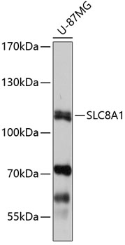 Western blot analysis of extracts of U-87MG cells using SLC8A1 Polyclonal Antibody at 1:1000 dilution.