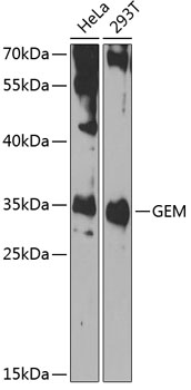 Western blot analysis of extracts of various cell lines using GEM Polyclonal Antibody at 1:1000 dilution.