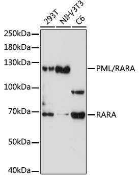 Western blot analysis of extracts of various cells using PML/RARA Polyclonal Antibody at 1:1000 dilution.