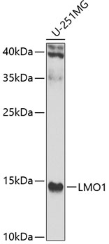 Western blot analysis of extracts of U-251MG cells using LMO1 Polyclonal Antibody at 1:1000 dilution.