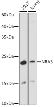 Western blot analysis of extracts of various cell lines using NRAS Polyclonal Antibody at 1:1000 dilution.