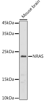 Western blot analysis of extracts of Mouse brain using NRAS Polyclonal Antibody at 1:1000 dilution.