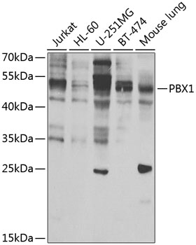 Western blot analysis of extracts of various cell lines using PBX1 Polyclonal Antibody at 1:1000 dilution.