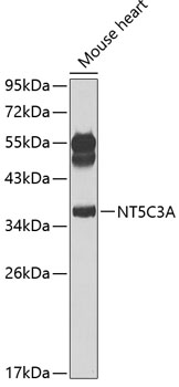 Western blot analysis of extracts of mouse heart using NT5C3A Polyclonal Antibody at 1:1000 dilution.