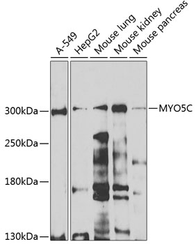 Western blot analysis of extracts of various cell lines using MYO5C Polyclonal Antibody at 1:1000 dilution.