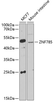 Western blot analysis of extracts of various cell lines using ZNF785 Polyclonal Antibody at 1:1000 dilution.