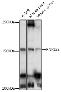 Western blot analysis of extracts of various cell lines using RNF123 Polyclonal Antibody at 1:1000 dilution.