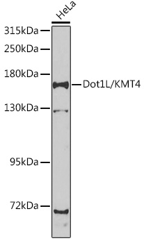 Western blot analysis of extracts of HeLa cells using Dot1L/KMT4 Polyclonal Antibody at 1:1000 dilution.