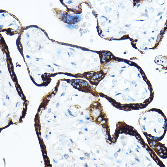 Immunohistochemistry of paraffin-embedded human placenta using GH1 Polyclonal Antibody at dilution of 1:50 (40x lens).Perform high pressure antigen retrieval with 10 mM citrate buffer pH 6.0 before commencing with IHC staining protocol.