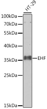 Western blot analysis of extracts of HT-29 cells using EHF Polyclonal Antibody at 1:1000 dilution.