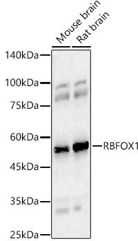 Western blot analysis of various lysates using RBFOX1 Polyclonal Antibody at 1:500 dilution.