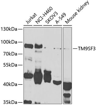 Western blot analysis of extracts of various cell lines using TM9SF3 Polyclonal Antibody at 1:1000 dilution.