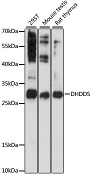 Western blot analysis of extracts of various cell lines using DHDDS Polyclonal Antibody at 1:1000 dilution.