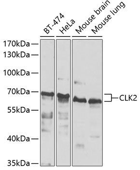 Western blot analysis of extracts of various cell lines using CLK2 Polyclonal Antibody at 1:1000 dilution.