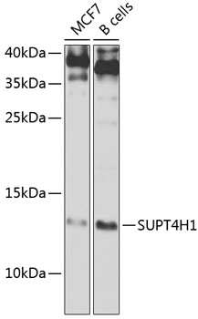 Western blot analysis of extracts of various cell lines using SUPT4H1 Polyclonal Antibody at 1:1000 dilution.