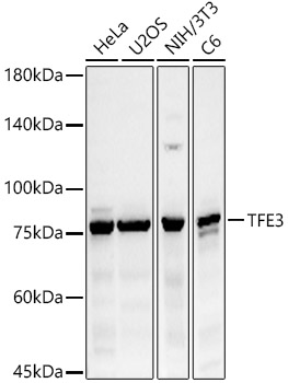 Western blot analysis of various lysates using TFE3 Polyclonal Antibody at 1:400 dilution.