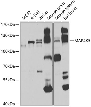 Western blot analysis of extracts of various cell lines using MAP4K5 Polyclonal Antibody at 1:1000 dilution.