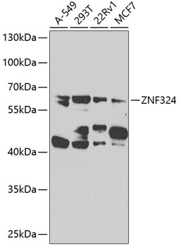 Western blot analysis of extracts of various cell lines using ZNF324 Polyclonal Antibody at 1:1000 dilution.