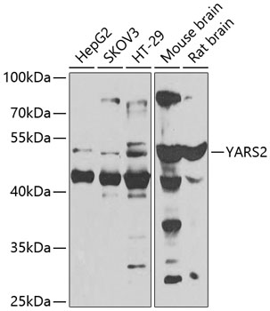 Western blot analysis of extracts of various cell lines using YARS2 Polyclonal Antibody at 1:1000 dilution.