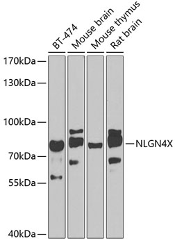 Western blot analysis of extracts of various cell lines using NLGN4X Polyclonal Antibody at 1:1000 dilution.