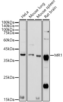 Western blot analysis of extracts of various cell lines using MR1 Polyclonal Antibody at 1:1000 dilution.