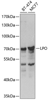 Western blot analysis of extracts of various cell lines using LPO Polyclonal Antibody at 1:1000 dilution.