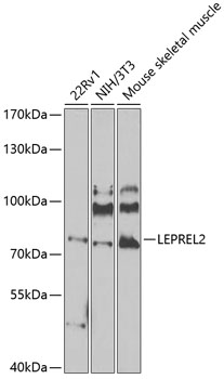 Western blot analysis of extracts of various cell lines using LEPREL2 Polyclonal Antibody at 1:1000 dilution.