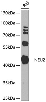 Western blot analysis of extracts of Raji cells using NEU2 Polyclonal Antibody at 1:1000 dilution.