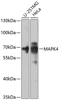 Western blot analysis of extracts of various cell lines using MAPK4 Polyclonal Antibody at 1:1000 dilution.