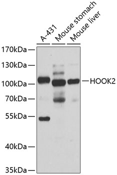 Western blot analysis of extracts of various cell lines using HOOK2 Polyclonal Antibody at 1:1000 dilution.