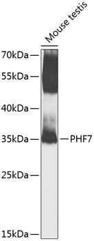 Western blot analysis of extracts of mouse testis using PHF7 Polyclonal Antibody at 1:1000 dilution.